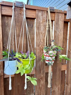 Tradescantia plants