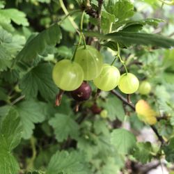 Goose Berry Plant Perennials 