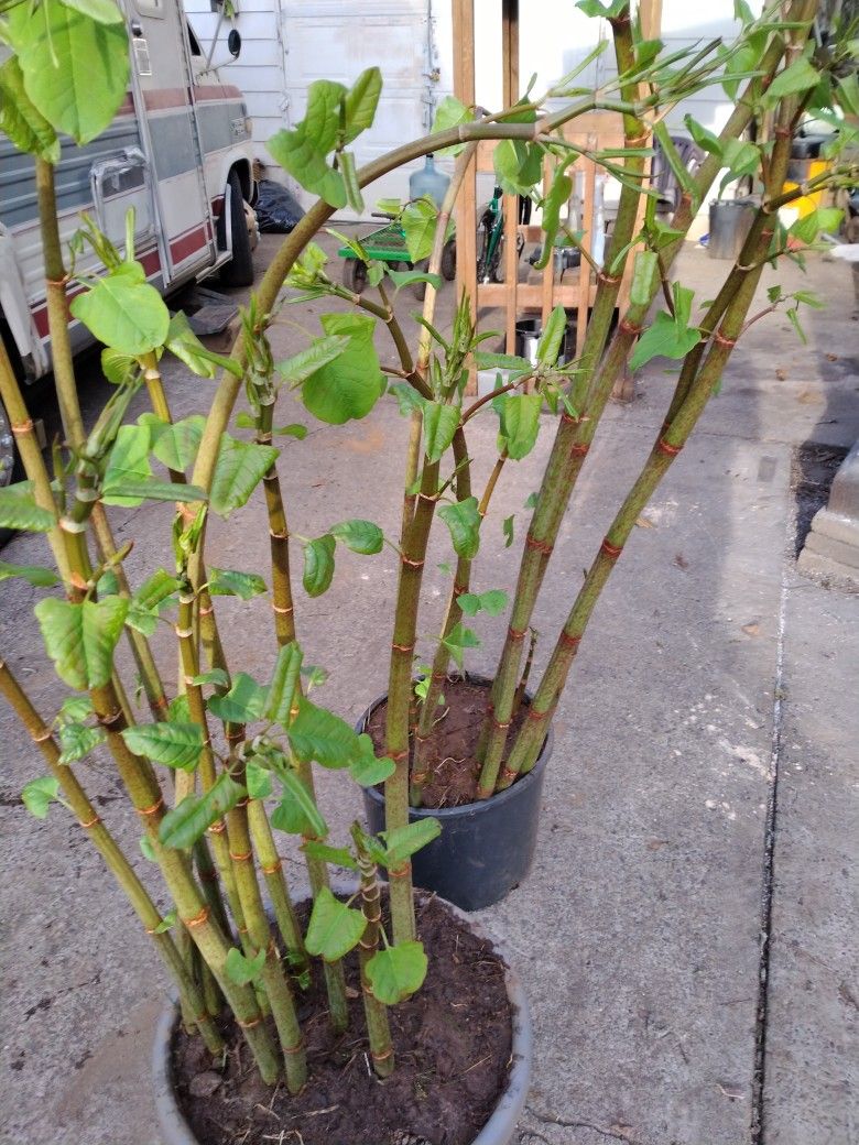 DECORATIVE LIVE BAMBOO