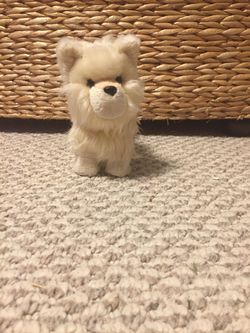 American girl Pomeranian dog