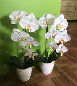 Orquidias blancas esta en buenas condicion