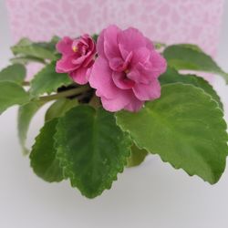 Variegated Semi-mini African Violet 