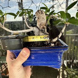 Bonsai Ficus Tree 