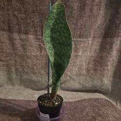 Rare Baby Whale Fin Snake Plant 