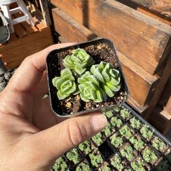 Crassula cv. Dorothy 2” 