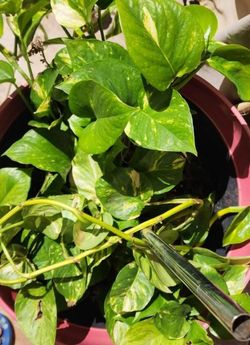 Golden Pothos/ Money Plant Clippings 