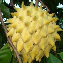 Rollinia Deliciosa Aitlayered Trees In 3gal Arboles De Suncuya, Biriba En 3gal