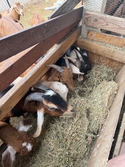 Goats 4 sale