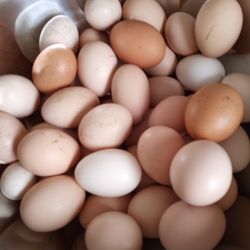 Fresh Egg