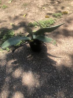 Magueyes Plants