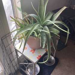 Aloe Plant 25$