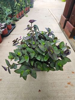 Purple Heart Wandering Jew Beautiful And Healthy HANGING BASKETS PLANTS ARRIVED. $14 each