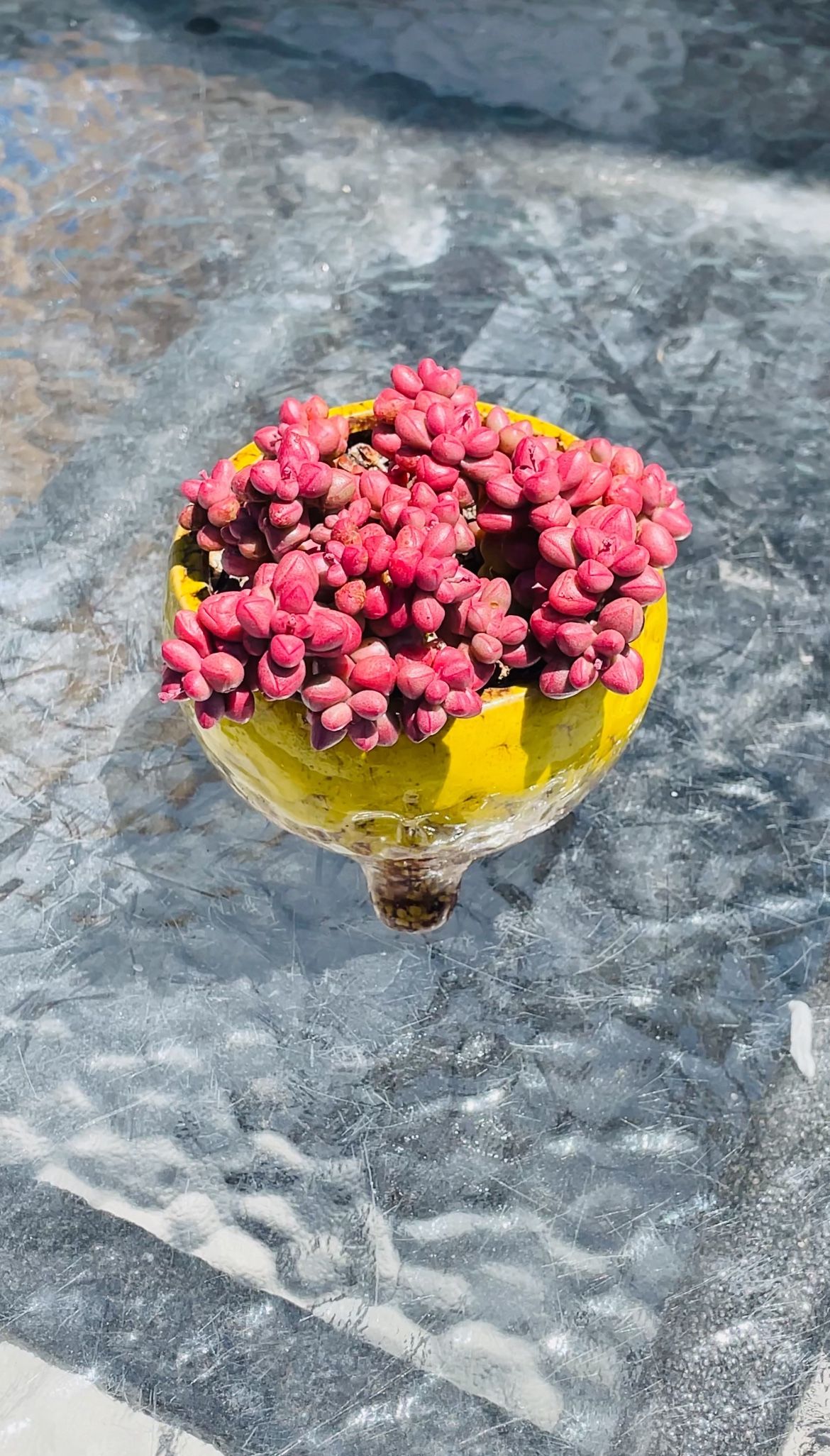 Succulent, Crassula Elegance