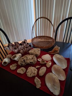 Seashells and Barnacles from Around the World and Handwoven Basket.