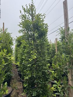 Ficus Nitida Privacy 25gal 