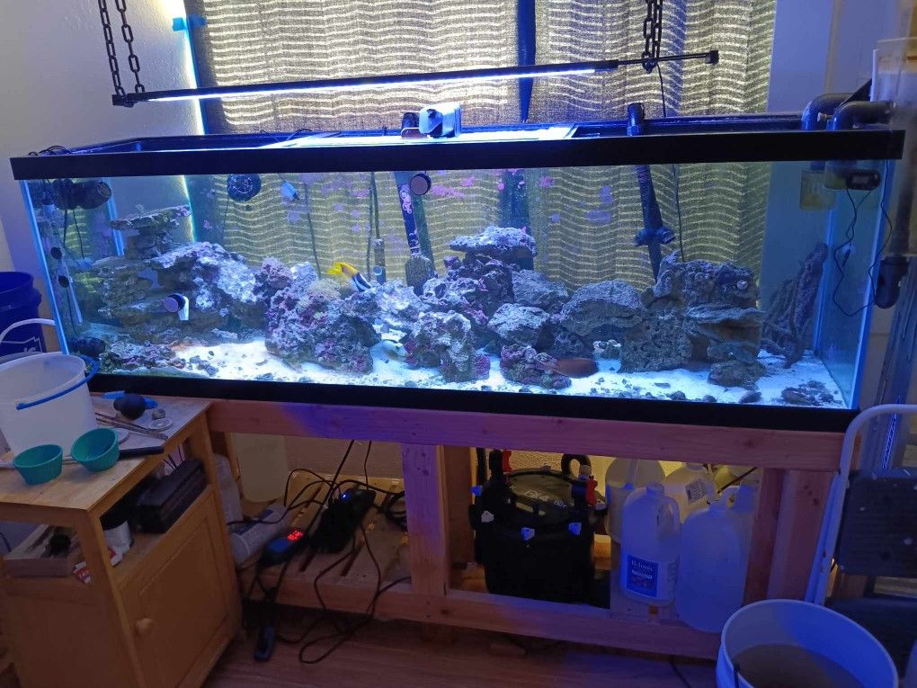 Fish Tank