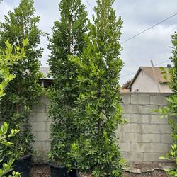 Ficus Nitida Privacy Hedge