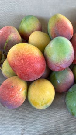 Organic  MANGOS Sweet Delicious