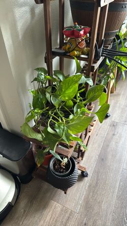 money plant
