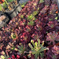 Weekend Sales Korean Aeonium Plants In 6” Pots Only $8 Each 