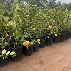 5 Gallon Size- Fruiting Age- Citrus Trees 