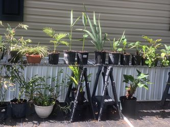 Indoor Outdoor Plants Start From $3 To $50