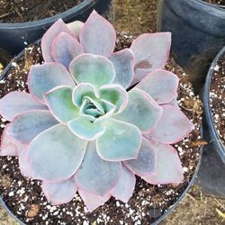 Echeveria Afterglow