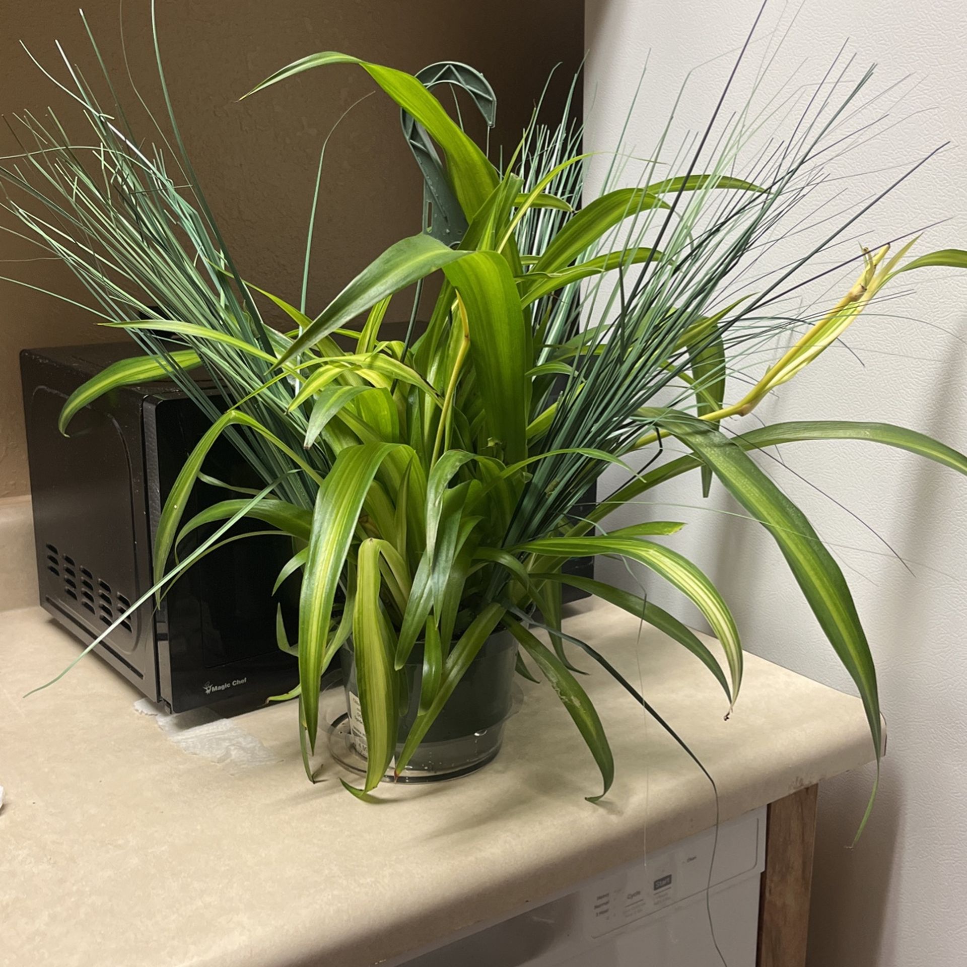 Gorgeous Stunning Real And Infused Beautiful Hawaiian Spider Plant