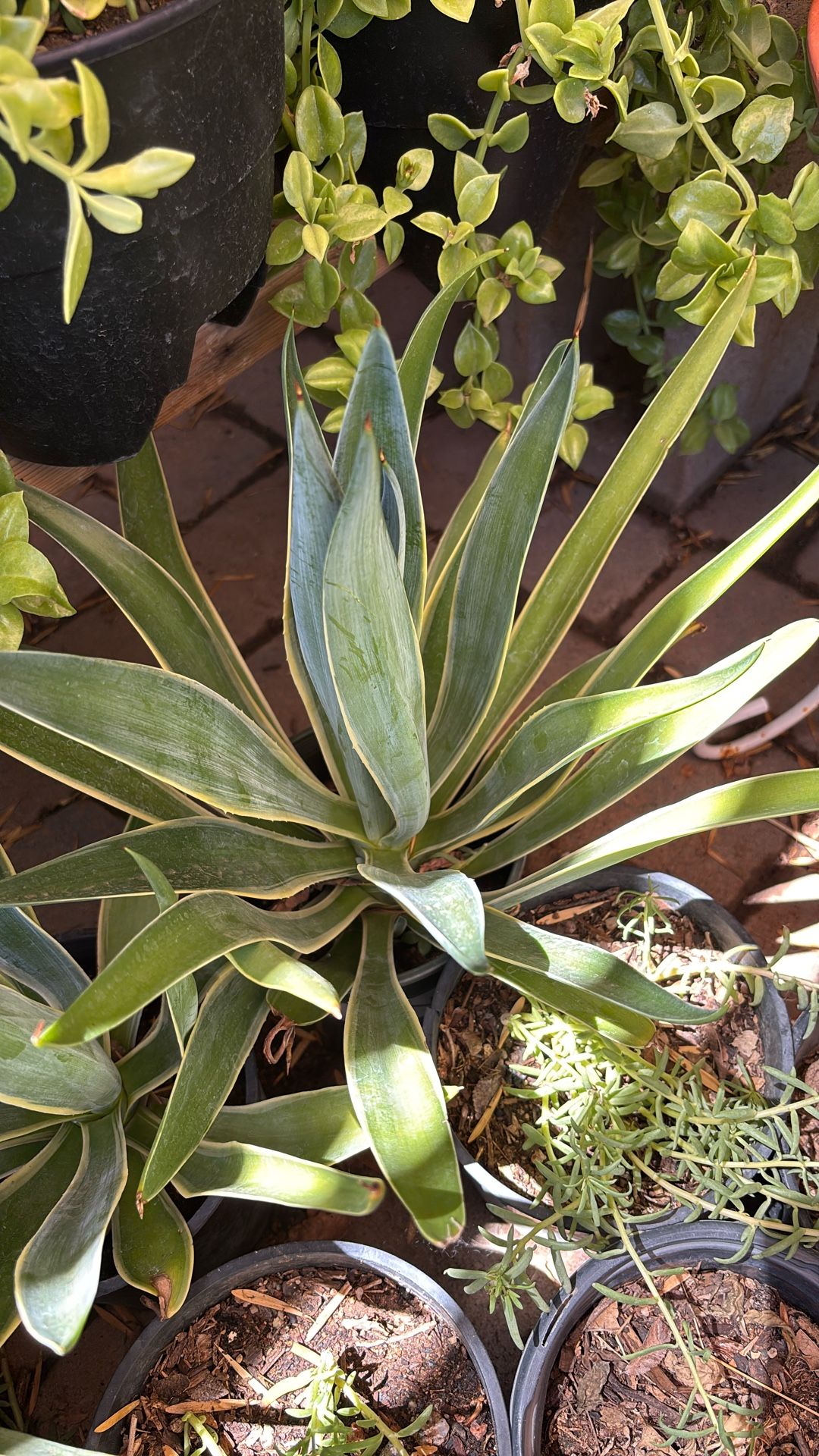 Agaves Plant
