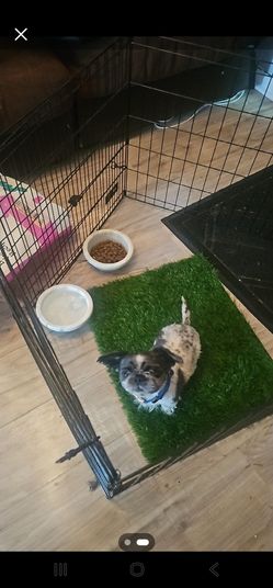Free  4yr old Chapo...