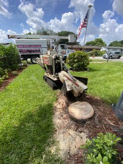 Árboles Y Palm-tree And Palms - Stump Grinding