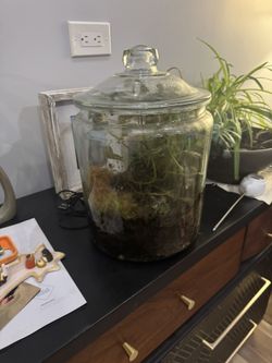 Terrarium plants