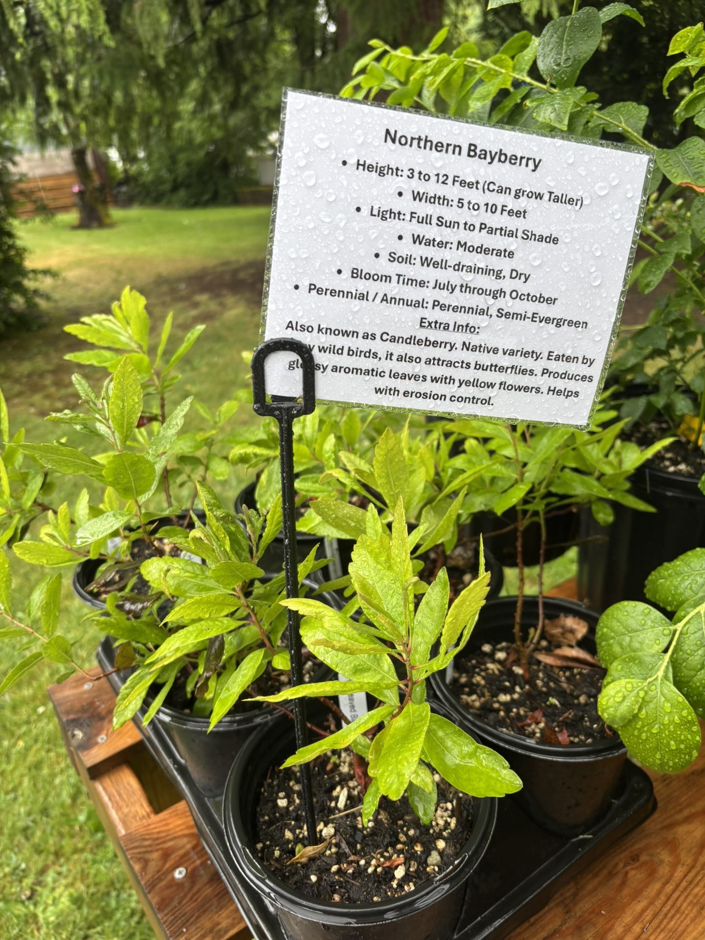 Northern Bayberry Native Shrub