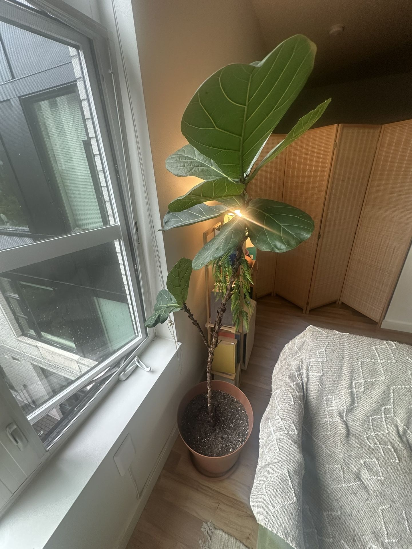 Two Large Fiddle Leaf Figs 