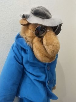 Camel Joe Cool