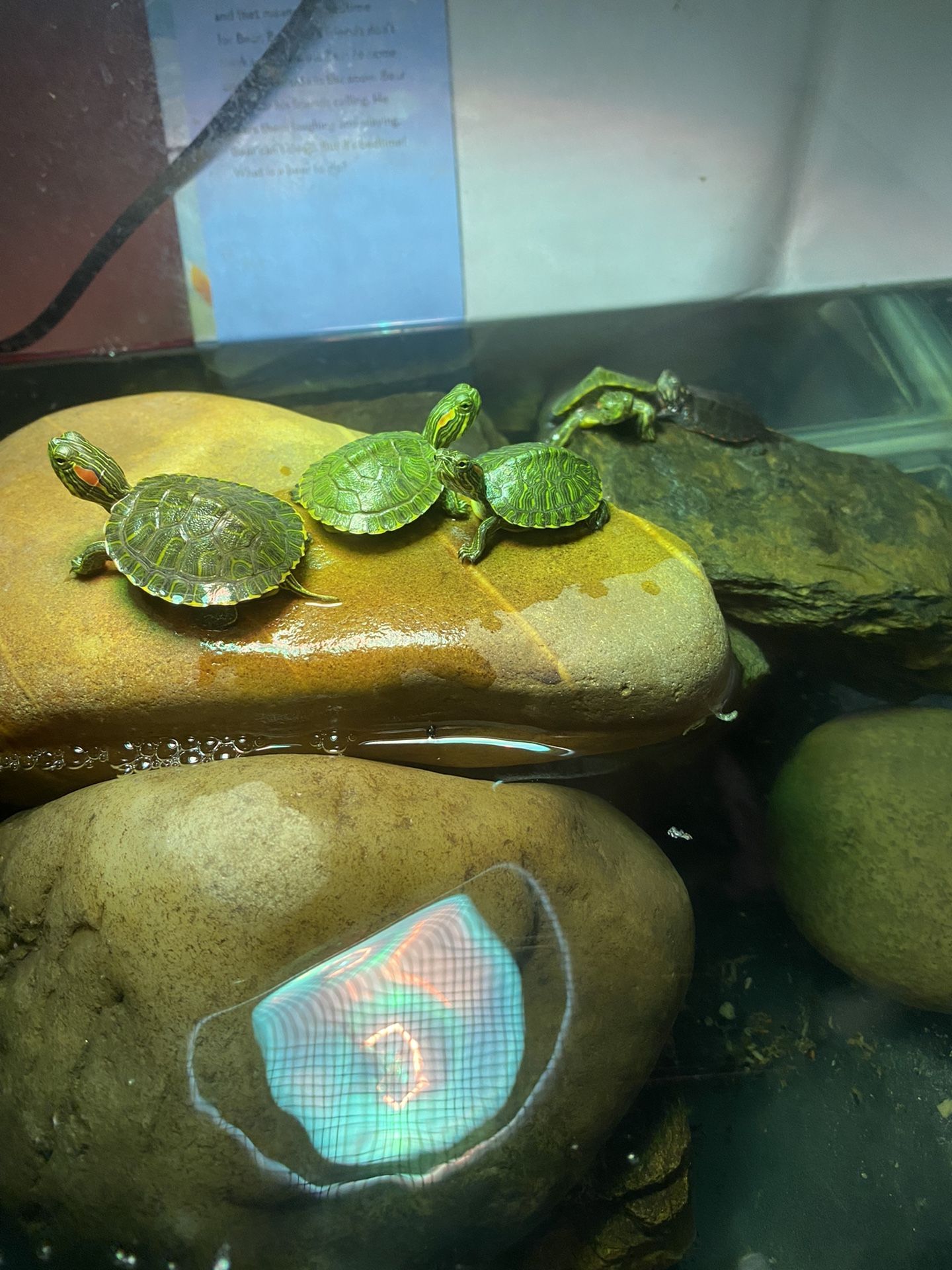 Turtle Tank