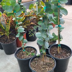 Eucalyptus Tree Silver 1gallon 2ft Tall 