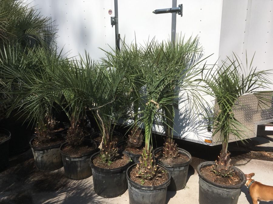 15 gallon pindo palm trees 125$
