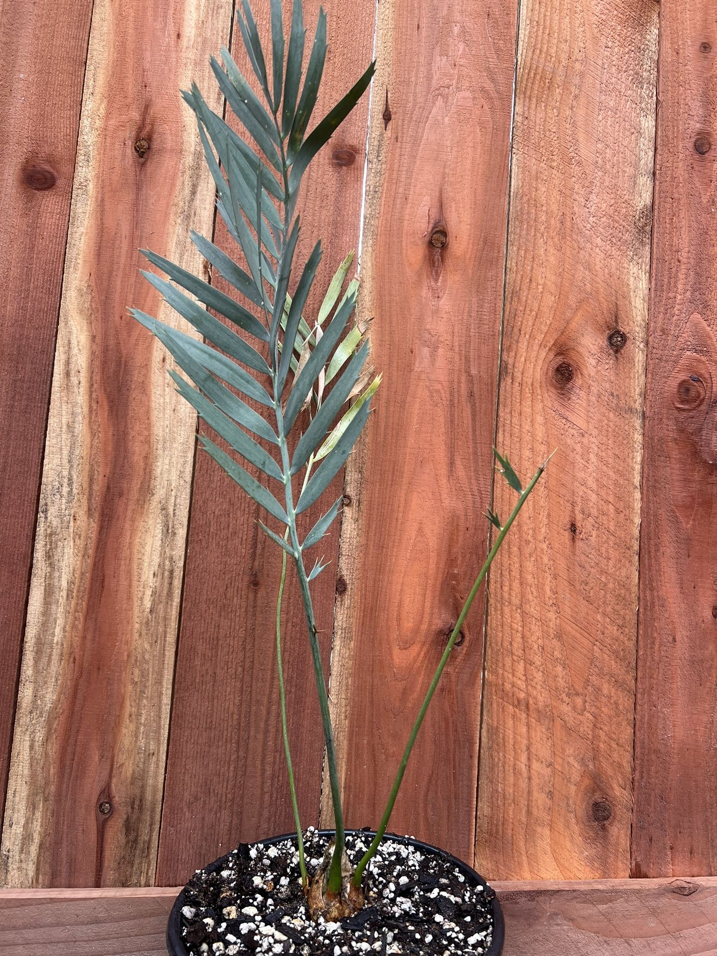  Encephalartos Nubimontanus Cycad 