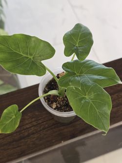 Variegated Alocasia Odora Revert