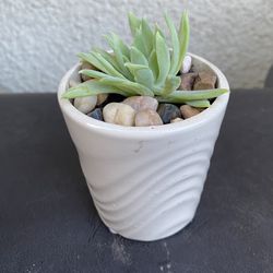 Succulents 3”