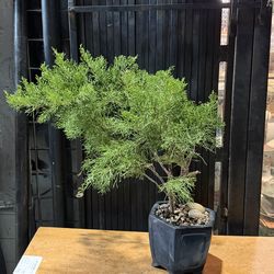 Big  Japanese   five middle  pine  junior nanside tree