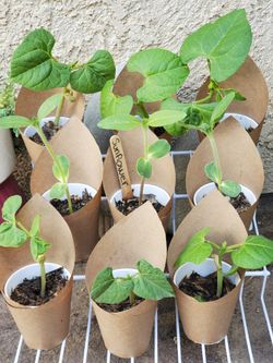 Sunflowers, Swiss Chard, Green Beans, Radishes
