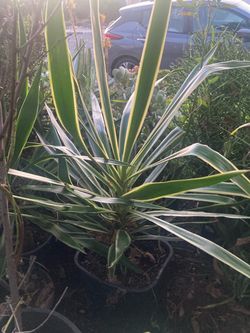 Variegated yucca 40T