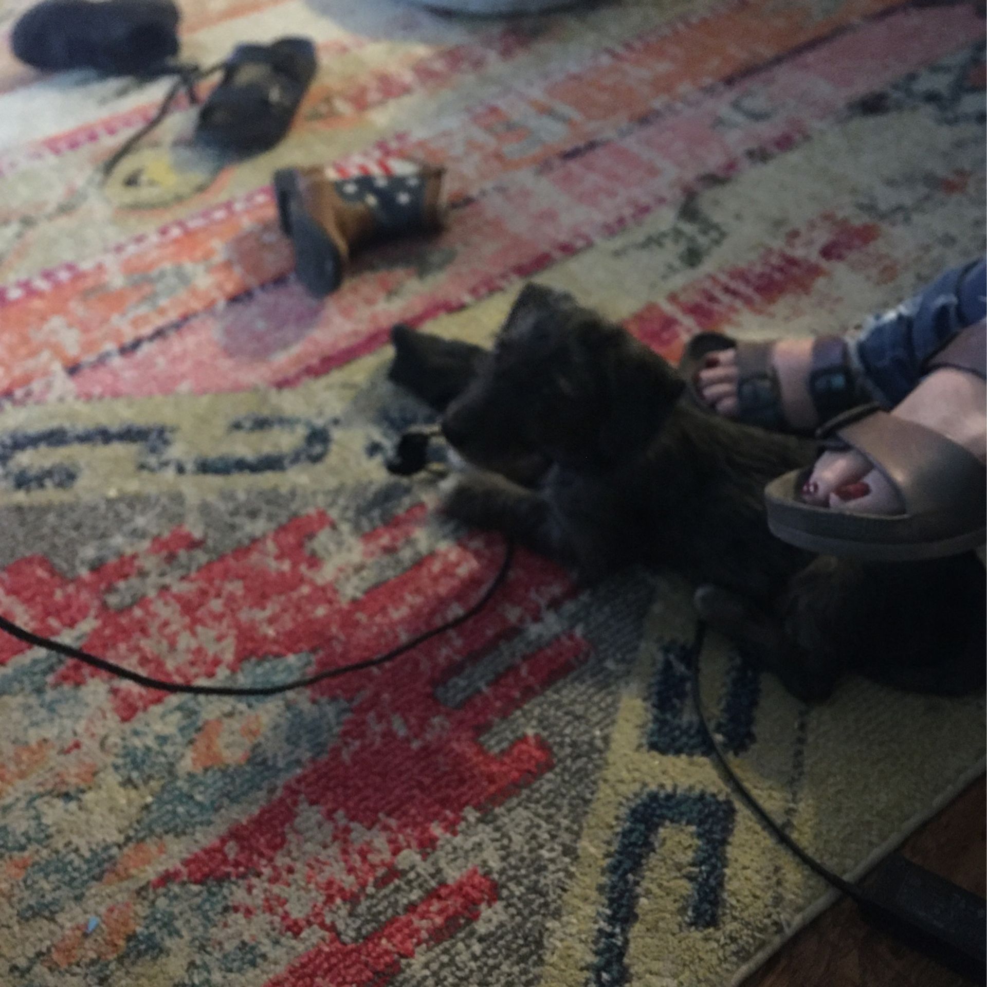 Dog