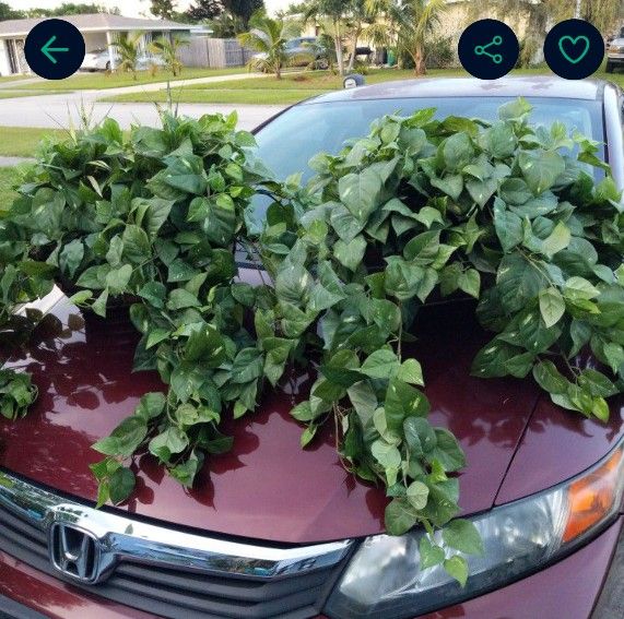 Artificial Arrangement For Decoration $ 25 For Pair ,You Can Spread 50 Wide They Are 16 High 