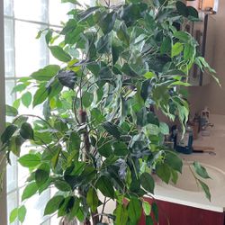 Realistic Looking Plant Over 6 Feet Tall (ficus)