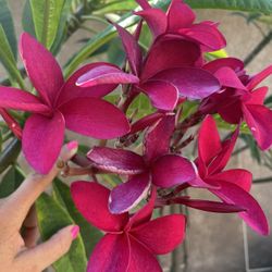 Plumeria Cutting