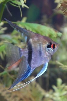 Vendo Peces De Diferentes Especies