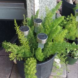 Living Plant 🌱Foxtail Fern on 10"H Pot ::: Outdoor